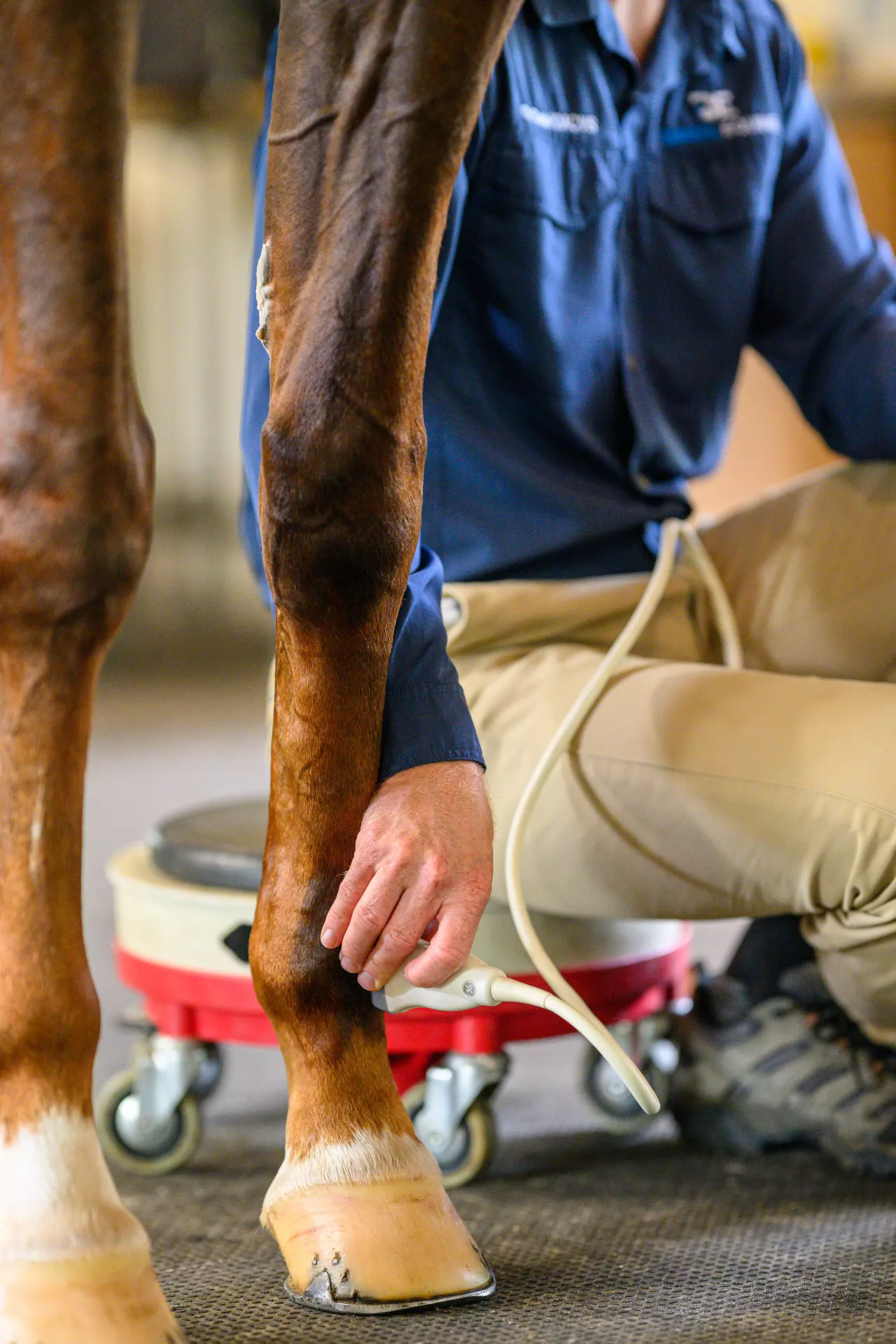 equine veterinary services