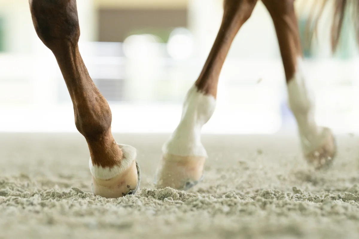 Mobile Equine Veterinarian in Wellington, FL