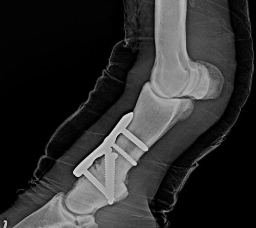pastern-arthrodesis